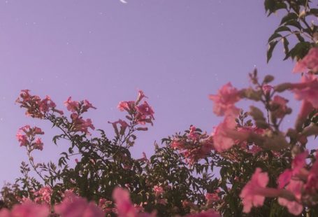 Flower under night sky - #background #Flower #Nigh... - #background #flower -