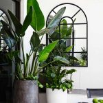 Gorg oversized plants!