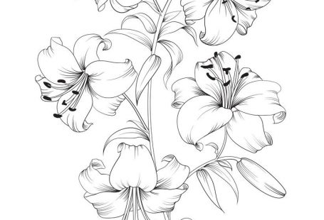 Group of lily flowers. Floral background with blooming lilies isolated on white background. Vector illustration. Download a Free Preview or High Quality Adobe Illustrator Ai, EPS, PDF and High Resolution JPEG versions.