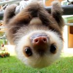 Halb Clown, halb Akrobat, halb zu süß, es lebe faul!,  #Akrobat #Clown #faul #halb #lebe #sü