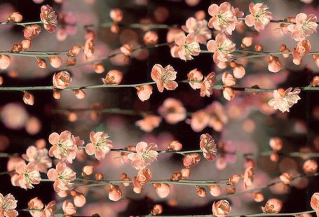 Hintergrund # ** #instagram #iphone #wallpapet / #blumennatur #Hintergrund