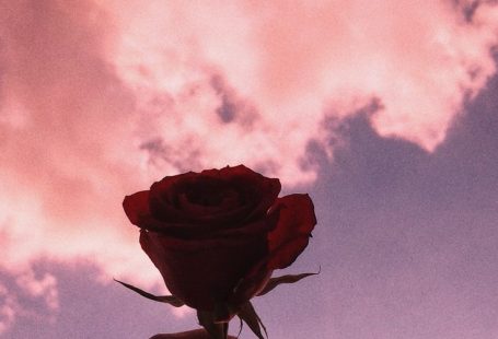 Ich wnschte, ich knnte dir ab und zu eine rosa Rose geben. und jedes Mal, we… … Ich wünschte, ich …