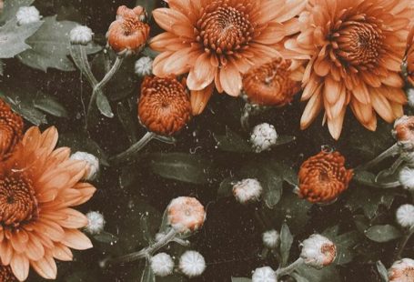 iphone wallpaper vintage #iphone #wallpaper
