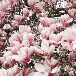 Magnolia tree