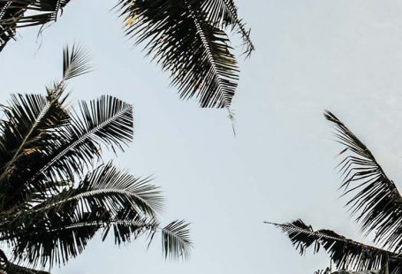Lass uns Kokosnüsse in Betracht kommen! Genießen Sie 10 tropische iPhone-Hintergründe! - #Coconuts #Erleben Sie #iPho ... - Wallpaper Iphone #betracht
