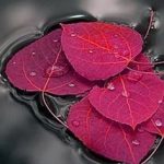 learn-photo-art.d... Click and receive. I can do this with my cheap DSLR!You can learn to do this right now! I want to learn photography canon ! I cant believe what I can do now. Click and learn.