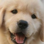 Have you made any New Year’s resolutions to improve your pet’s health?