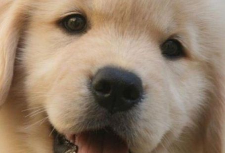 Have you made any New Year’s resolutions to improve your pet’s health?