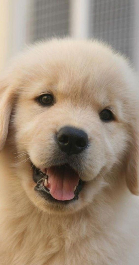 Have you made any New Year’s resolutions to improve your pet’s health?