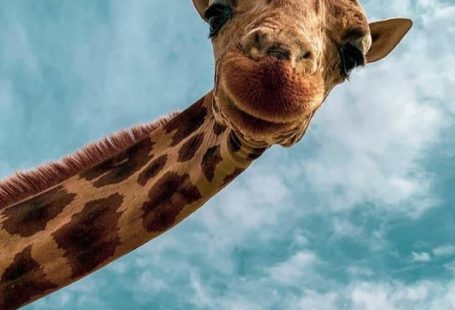 P I N T E R E S T: @jacquerosee :) -  P I N T E R E S T: @jacquerosee :] – – #jacquerosee  - #ajacquerosee #animalwallpaper #farmanimals