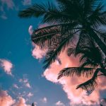 A beautiful (HD) palm leaves background for your iPhone or Android phone. More stunning palm tree images on our website for free.