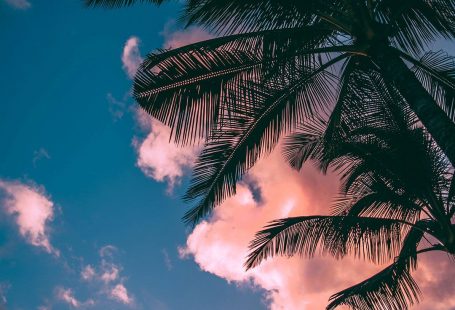 A beautiful (HD) palm leaves background for your iPhone or Android phone. More stunning palm tree images on our website for free.