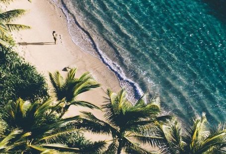 Palmtrees and the Ocean
