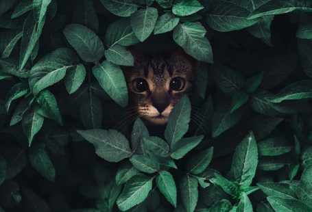 8 typische Dinge, die Katzenbesitzer tun können, um das Herz und den Geist einer Katze zu brechen…