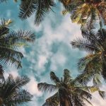 Save portalbattleroyal... #Rose #Red   - Rose Red #redwallpaper #redwallpaperaesthetic #redwallpap