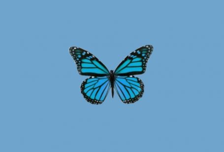 #Schmetterling wallpaper #butterfly #trendy #wallpaper #aesthetic