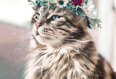 Flower Crown Cat Dog