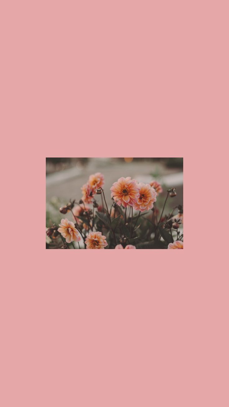 Wallpaper Flower Pink - #Flower #Pink #Wallpaper #wallpers