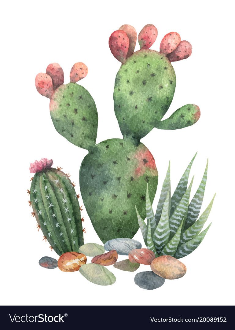 Watercolor vector collection of cacti and succulents plants isolated on white background. Flower illustration for your projects, greeting cards and invitations. Download a Free Preview or High Quality Adobe Illustrator Ai, EPS, PDF and High Resolution JPEG versions.