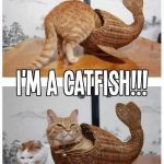reminds me of my ginger snap cat...def something he would do