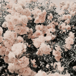 aesthetic lockscreen