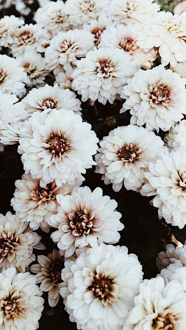 iPhone Hintergrundbild - Blume #iphonewallpaper #iphonewallpaperblack #iphonewallpape ... #wallpaperiphone