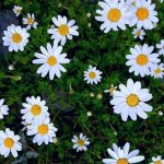 17 wallpaper para usar no plano de fundo do celular ou posts do Instagram