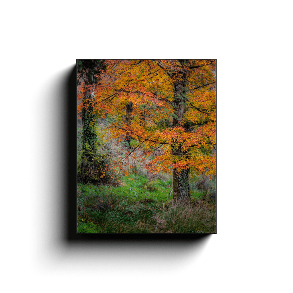 This museum quality canvas wrap features the image, “Autumn Tree in Clondegad Wood, County Clare,” by Irish Artist/Author/Photographer James A. Truett. Our Canvas Wraps are printed on high-quality artist stock, then stretched and wrapped around wood fibreboard. Canvas frames are 1.25” thick and come with hooks for instant hanging. Inks are designed to hold up over time without fading. Each canvas print is artist-grade and OBA-free. Sides of frame are black. UV coating is scratch-resistant. This listing is for the full-colour printed artwork onl