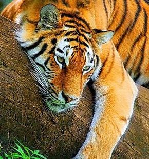 Il filme une sex-tape avec un tigre : six mois de prison pour rien !