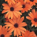 Orange Symphony - Osteospermum hybrid