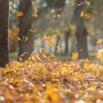 Premium Photo | Falling dry yellow maple leaves in the rays of a bright sun