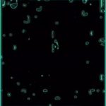 Rain Drop effect template download link for kinemaster