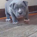 Staffordshire Bull Terrier Toys