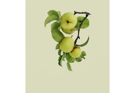 Artist: IncadoSubject: AnimalsStyle: Modern & ContemporaryProduct Type: Gallery-Wrapped Canvas Art This ready to hang, gallery-wrapped art piece features green apples in the center of the frame. Prominent Colors: Tan, Green, Brown Comprising the work of some of the worlds finest contemporary artists and photographers, our line of Modern Publications offer a curated selection of high quality, original images that can greatly enhance your product line or projects. For the retailer, our combination of contemporary fine art imagery mixed with o