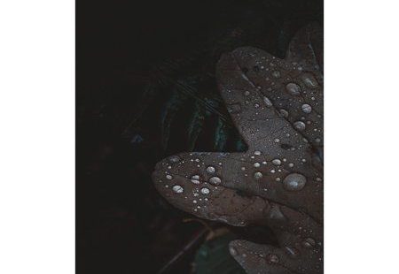 Artist: Design FabrikkenSubject: FloralStyle: Modern & ContemporaryProduct Type: Gallery-Wrapped Canvas Art This ready to hang, gallery-wrapped art piece features black leaves with water drops on it. Prominent Colors: Black, Grey Comprising the work of some of the worlds finest contemporary artists and photographers, our line of Modern Publications offer a curated selection of high quality, original images that can greatly enhance your product line or projects. For the retailer, our combination of contemporary fine art imagery mixed with ou