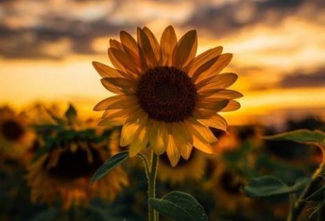 Эстетичные обои