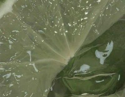 𝐚𝐩𝐡𝐫𝐨𝐝𝐢𝐭𝐞 | 𝐛𝐚𝐤𝐮𝐠𝐨 𝐱 𝐫𝐞𝐚𝐝𝐞𝐫