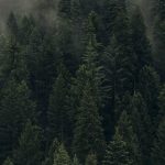 Beautiful Green Trees Fores