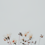 Papel de parede grátis minimalista com flores