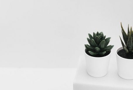 Two potted cactus plant over the stacked...