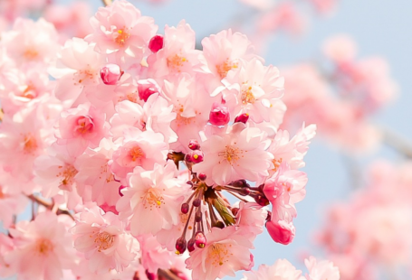The prettiest spring Flower phone Wallpapers