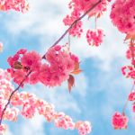 Free Spring Flower Phone Wallpapers Backgrounds – Rebeah Bailey