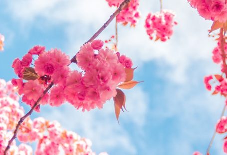 Free Spring Flower Phone Wallpapers Backgrounds – Rebeah Bailey