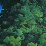 studio ghibli my neighbor totoro wallpaper HD 🌳
