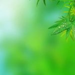 Simple Natural Green Leaf H5 Illustration Background