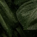 Download free image of Green leaf iphone background wallpaper, aesthetic HD nature image by Jira about iphone wallpaper, leaves background, instagram story, wallpaper, and tiff 3862472