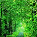 Woodland Backdrops Tree Backdrops Green Screen Backgrounds NS200313-E