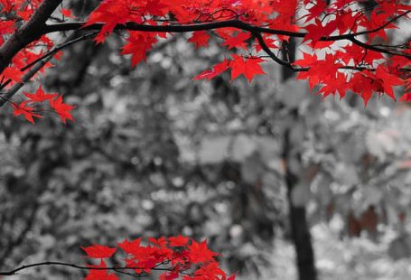 Last Fall Colors 2 by Alex Rios
