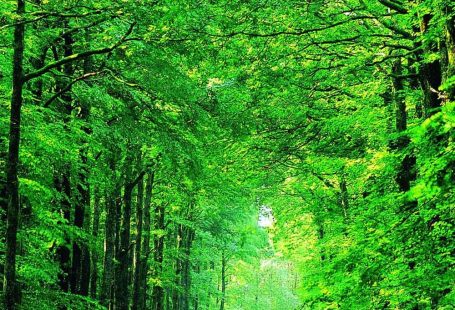 Woodland Backdrops Tree Backdrops Green Screen Backgrounds NS200313-E