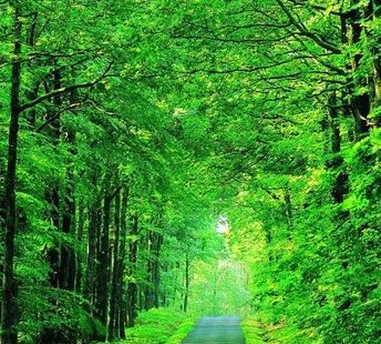 Woodland Backdrops Tree Backdrops Green Screen Backgrounds NS200313-E